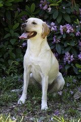 Labrador Retriever