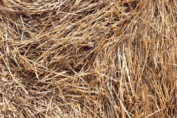 stalks