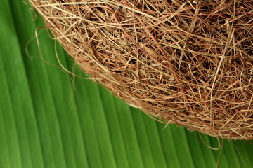 Bird nest on the banana leaf