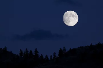 Fotobehang Volle maan over het silhouet van dennenbomen met nachtblauwe lucht © tomreichner