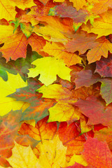 Herbstlicher Blätterteppich