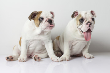 Fototapeta premium English Bulldog Puppies