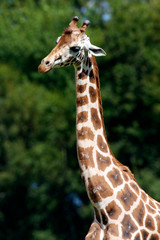 giraffes