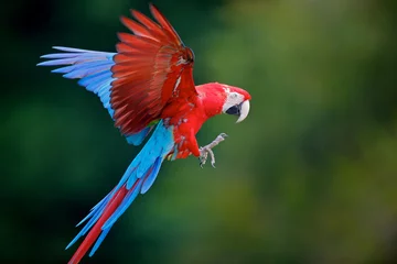 Deurstickers Papegaai perroquet