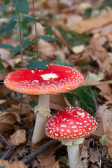 amanita