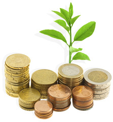 argent et plante