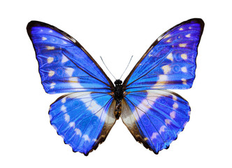 blue morpho butterfly