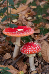amanita