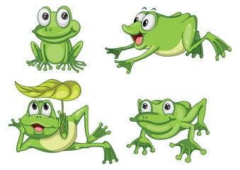 Obraz premium zielone żaby