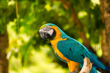 Blue and Yellow macaw