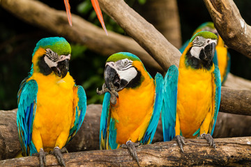 Blue and Yellow macaw