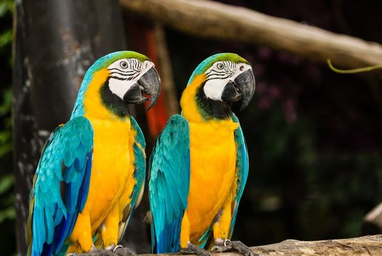 Couple macaw