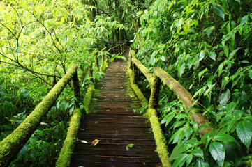 Obraz premium Forest Trail at Beautiful Rain Forest - Doi intanon, Thailand