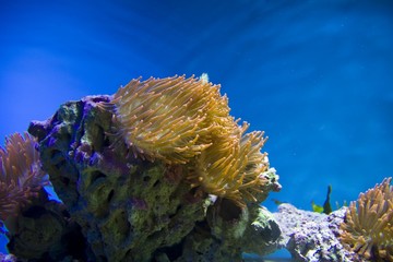 coral reefs © Radoslaw Maciejewski