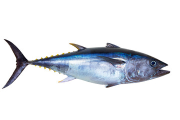 Bluefin tuna really fresh isolated on white - 45970010