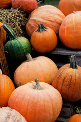 harvest of autumn pumpkins
