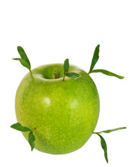 apple with small green sprouts isolated on white background