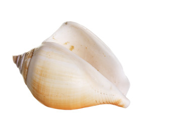 seashell isolated on white background