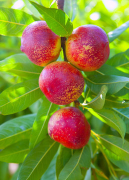 nectarine fruits on a tree with red color