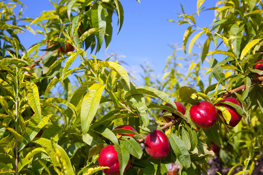 Nectarine Fruits On A Tree With Red Color