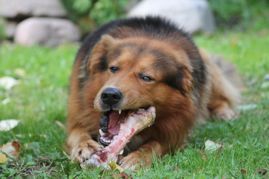 Sam