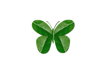 Obraz premium Butterfly by green leaf