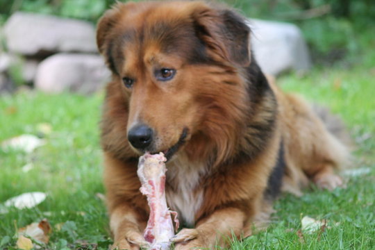 Berner Sennenhund kaut auf der Wiese gl&uuml;cklich an einem Schinken-Knochen