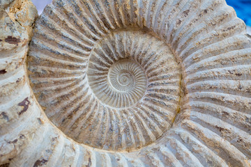 Ancient snail spiral fossil detail © lunamarina