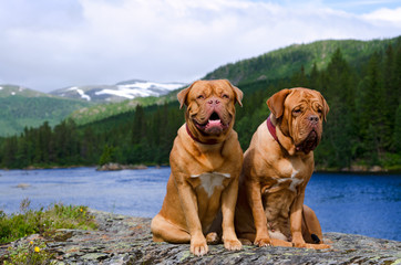 Dogue De Bordeaux couple against Norvegian landscape