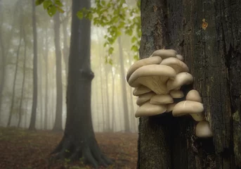 Schilderijen op glas mushrooms on a tree in forest © andreiuc88