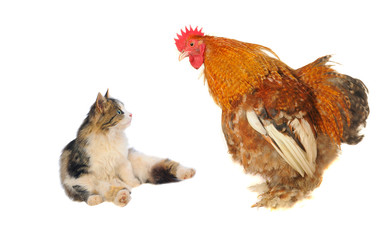 cock and  kitten