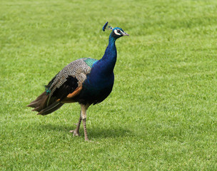 Obraz premium A Beautiful Peacock Bird Walking on a Grass Lawn.