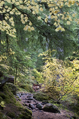 Fototapeta na wymiar Yellow autumn maple leaves decorating a lush trail.
