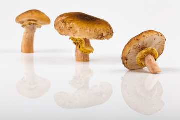 Fototapeta premium Funghi Chiodini con Riflesso