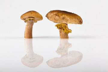 Funghi Chiodini con Riflesso