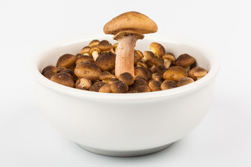 Ciotolina con Funghi Chiodini