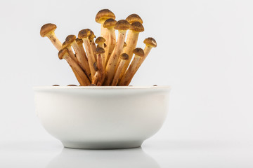 Ciotolina con Funghi Chiodini