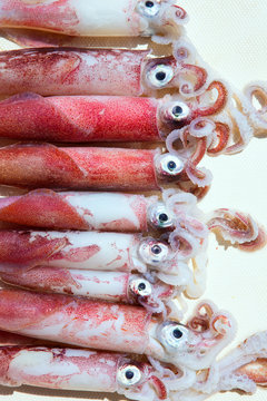 fresh squid loligo vulgaris after catch