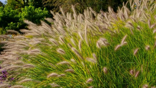 Pennisetum vid 02