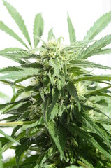 Close up of flowering Cannabis plant