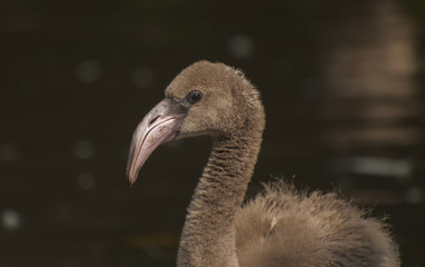 Fototapeta premium Portrait of flamingo
