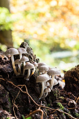 Gesäter Tintling, Coprinus disseminatus im Herbst