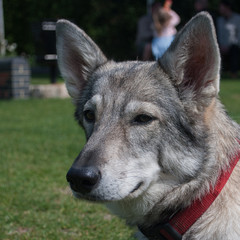Head of grey Tamaskan dog