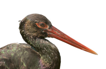 Black stork