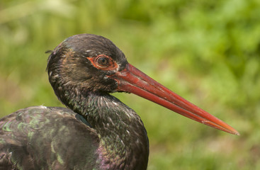 Black stork