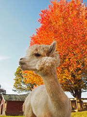 Alpaca Llama Portrait in Fall