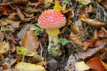 Fliegenpilz im Kellerwald