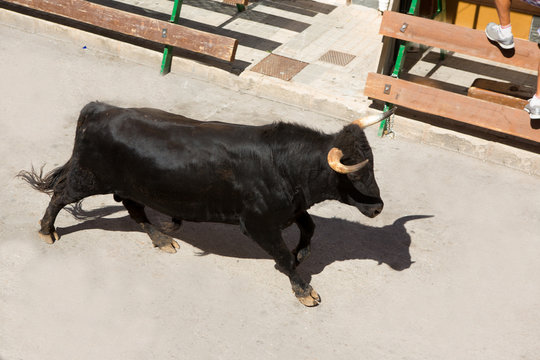 Running Of The Bulls At Street Fest In Spain