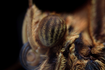 Closeup butterfly, striped eyes, curled proboscis
