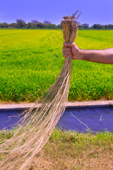 Fototapeta na wymiar farmer man holding dried weed cleaning rice fields